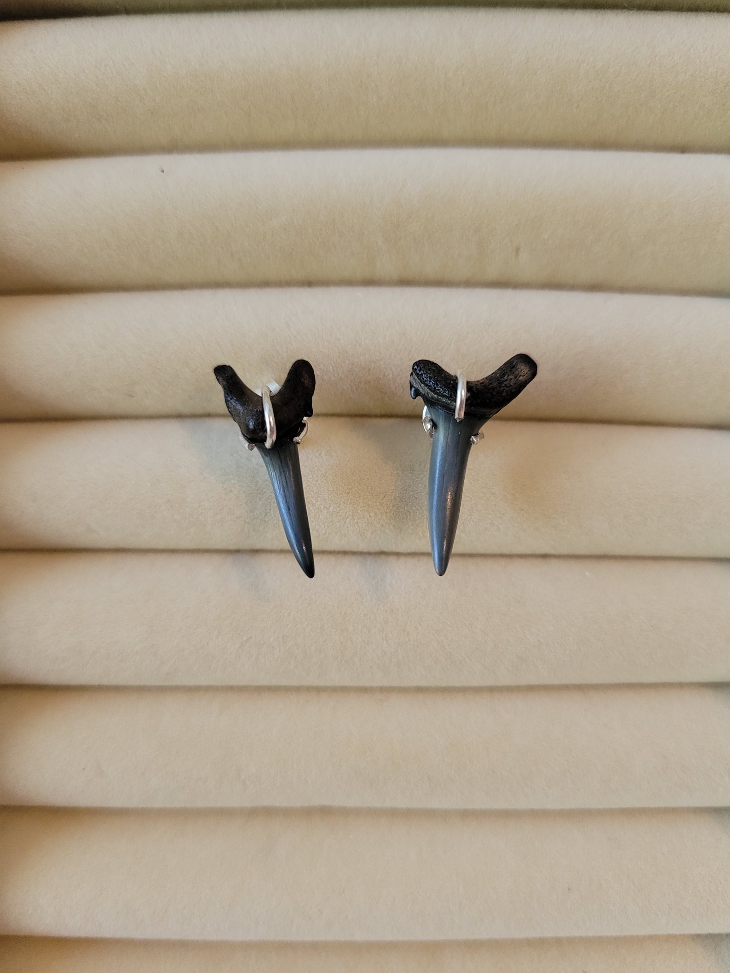 Mako Shark's Teeth Studs